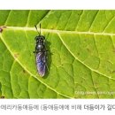 동애등에 성충 사육 이미지