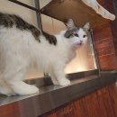 청춘 고양이 카페 이미지