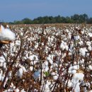 대륙통상 이미지