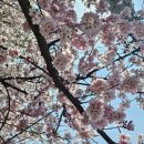 통복천 | 평택 통복천 벚꽃 4월 5일 방문후기 실시간 개화 상황 주차