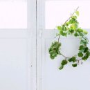 고운빛