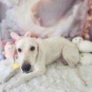 지오애견미용샵 이미지