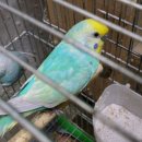 레인보우 앵무 이미지