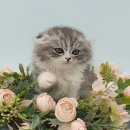 냥이사랑 | 범물동고양이분양 사랑스러운 냥이 입양 후기