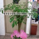 김해농약종묘사 이미지