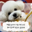 멈머 | 여름철 강아지 이동가방 추천 멈머 윈디백 특징과 솔직리뷰
