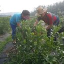 신북농장 이미지