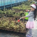 자매 농장 이미지