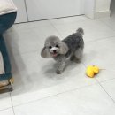 디바인퍼피 이미지