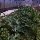 우무실하우스 이미지