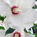 무궁화사진관 이미지