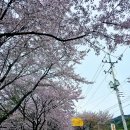 팔공산 벚꽃길 이미지