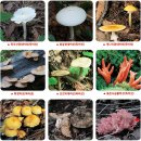 독버섯 식용버섯 비교사진 (산림청자료) 이미지