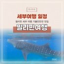 골드문피시 | 필리핀 세부 자유여행 코스3박5일 맛집 놀거리 일정 경비 공유