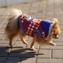 봉주르독 이미지