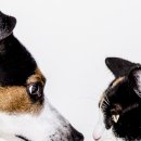 압구정웰 이미지