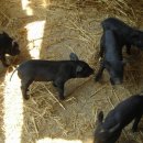 승환목장 이미지