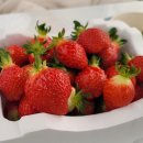 온누리농장 | 세종 근교 아이와 가볼만한 곳] 딸기따러 갔다가 키즈카페까지? 논산 온누리딸기농장(비용/예약 총정리)