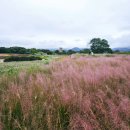 핑크뮬리 꽃단지 원 | 경주 여행 핫플 첨성대 꽃단지 핑크뮬리 현상황