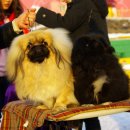 황제애견 이미지