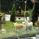 펫 노리터 이미지