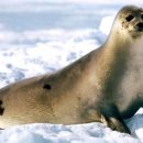 가월가물치 이미지