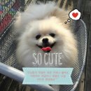 화평동갈비냉면만두 이미지