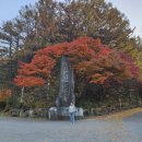 단양 잔도길 &amp; 만천하 스카이워크 후기 이미지