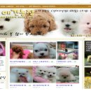 소미애견 농장 이미지