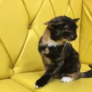 도화동 주민센터 이미지