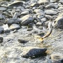 섬진강낚시 이미지