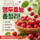 앵두손톱 - 화성시 | 앵두효능, 새콤달콤한 앵두 보관법과 활용법 총정리