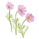 솜이 펫살롱 이미지