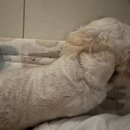 바나개 애견유치원 호텔 이미지