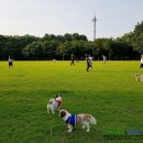 댕댕이 숲 이미지