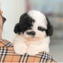 광주강아지분양 고양이분양 미유펫 본점 | 광주강아지분양 미니비숑 미유펫