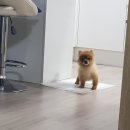 스마트동물병원 강동암사점 | 강아지 방광결석수술 :: 스마트동물병원 강동암사점 결석제거수술했어요