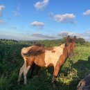 산록가든 | [해안동 신비의 도로] 가볼만 한 공간(🐎)