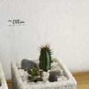더 올림(The Ollim) 이미지