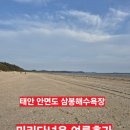 해피트리펜션 | [태안 안면도 촌캉스] 삼봉 해수욕장 &amp; 해피트리펜션