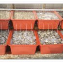 간절곶식당(진하) 이미지