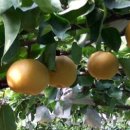 배들농장 이미지