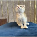 강아지와 고양이 이미지