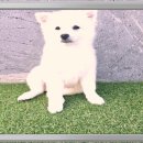 천사 애견 이미지