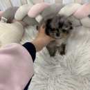 양평특수견 | 양평강아지무료분양 실버파티말티푸