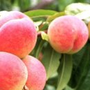 선옥농장 이미지