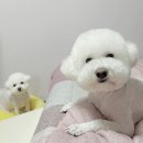 이뿌개 귀엽개 이미지