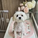 빠몽(PAWMONG) | 말티즈 손가위 베이비컷 강아지미용 최강 인천 가정동 빠몽펫살롱 추천해용