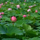 연꽃세상 이미지