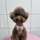 오룡애견미용 이미지